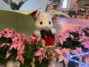 ゆり