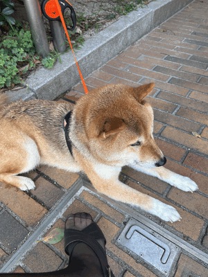 ましろ