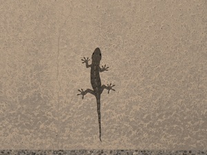 ひかり