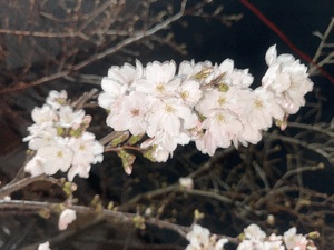 ひかり