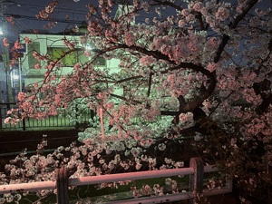 ひかり