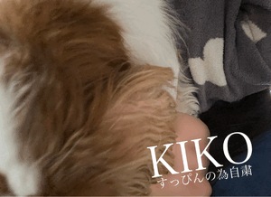 きこ