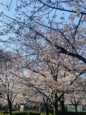まみ