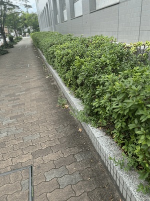 まみ