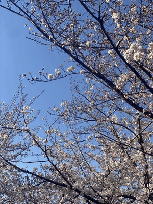 まみ