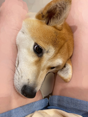 あすか