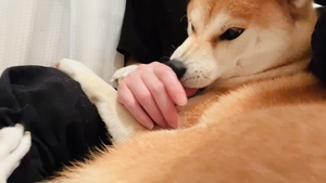 あすか