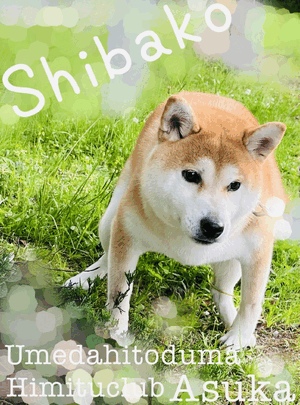 あすか