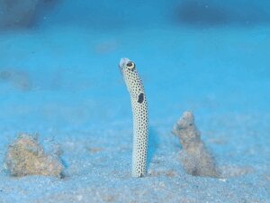 みゆき