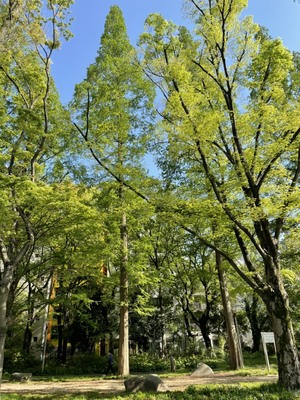 まい