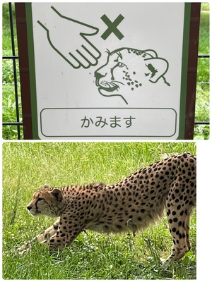 まい