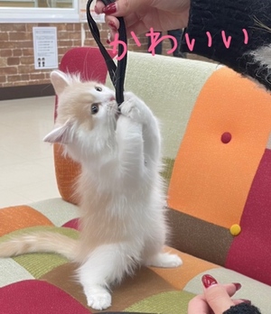 まい
