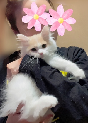 まい