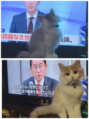 まい