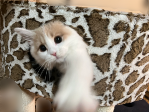 まい