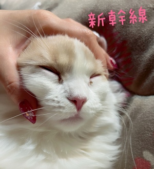 まい