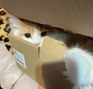 まい