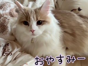まい