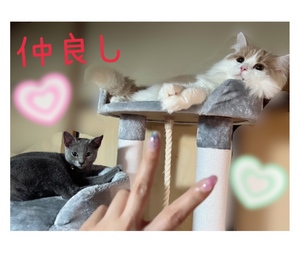 まい