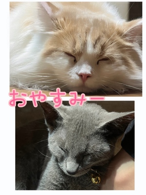 まい