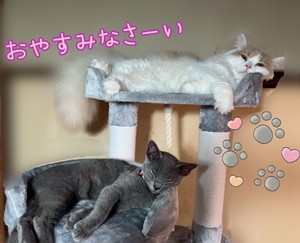 まい