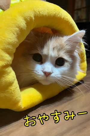 まい