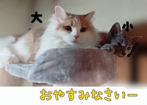 まい
