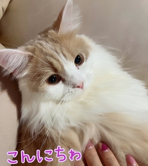 まい
