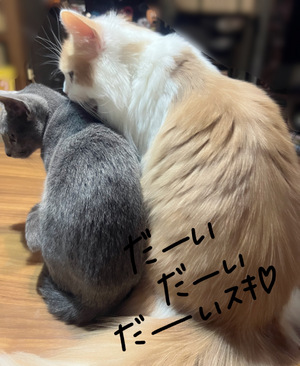 まい