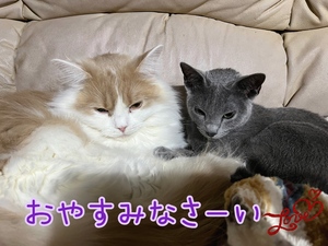 まい