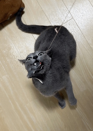 まい