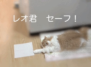まい