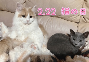 まい