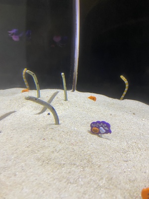 アン