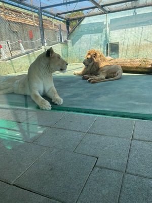 アン