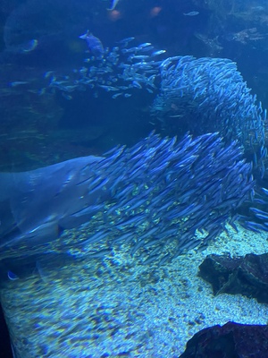 アン