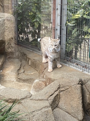 アン