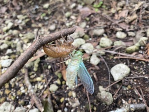 アン