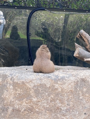 アン