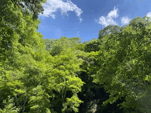 アン