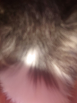 いずみ
