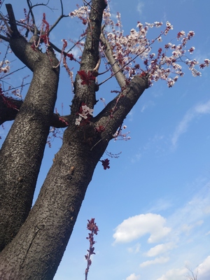いずみ
