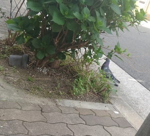 いずみ