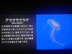 いずみ