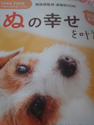 いずみ