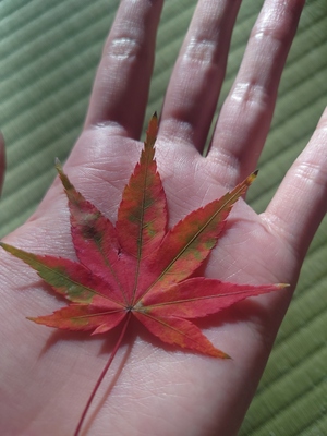 いずみ