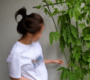 いずみ