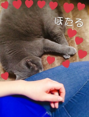 ほたる