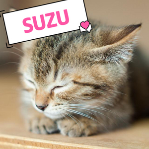 すず