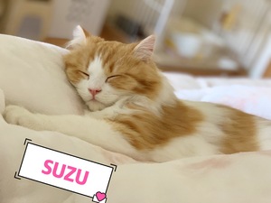 すず